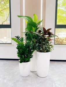 宁波杭州湾花木租摆公司